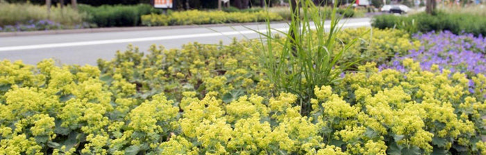 MOOIE EN LEEFBARE OPENBAAR GROENVOORZIENINGEN?